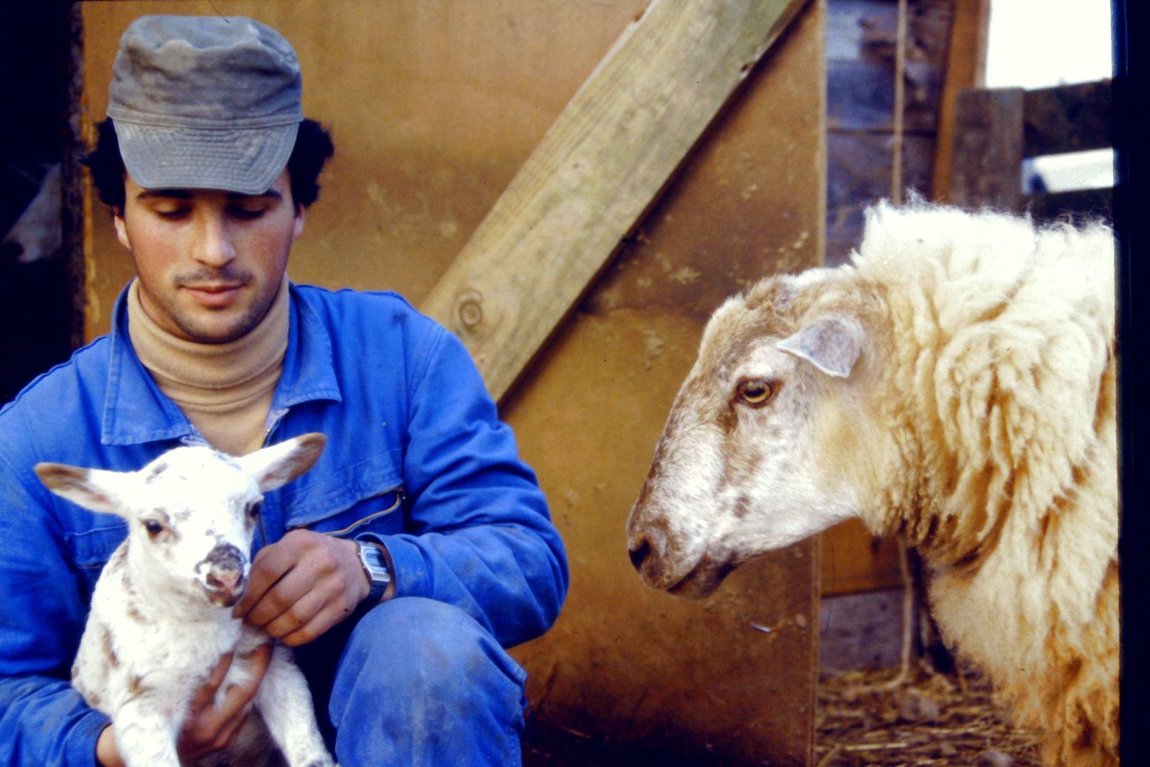 Mouton.jpg